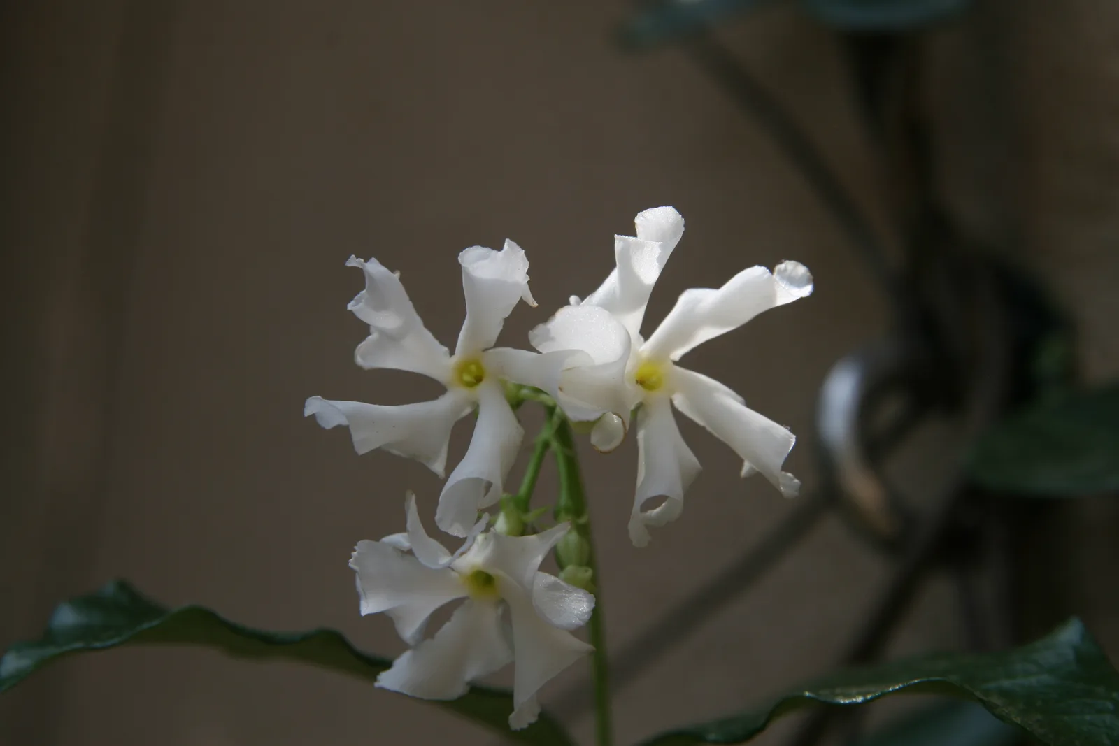 Star Jasmine (Trachelospermum jasminoides)