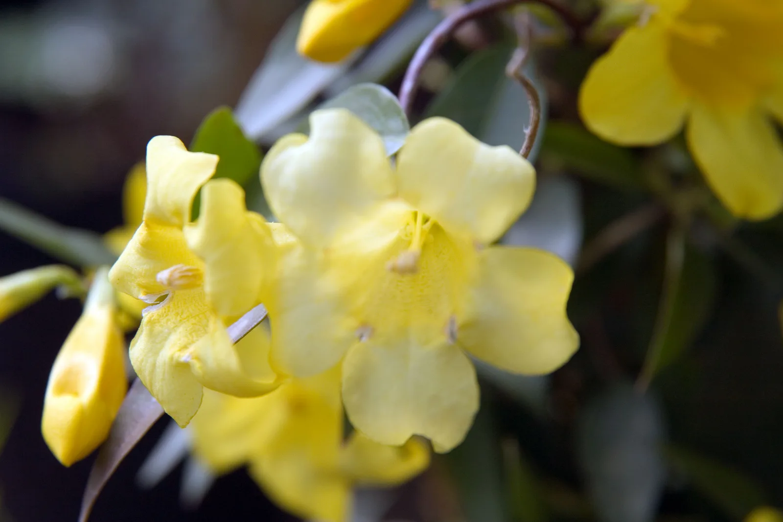 Carolina Jessamine