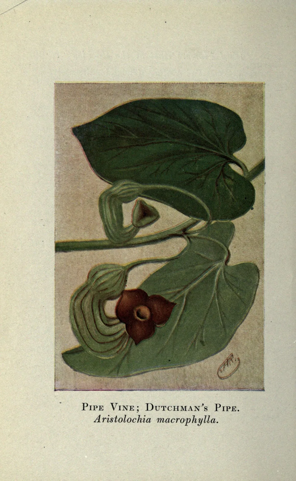 Dutchman's Pipe