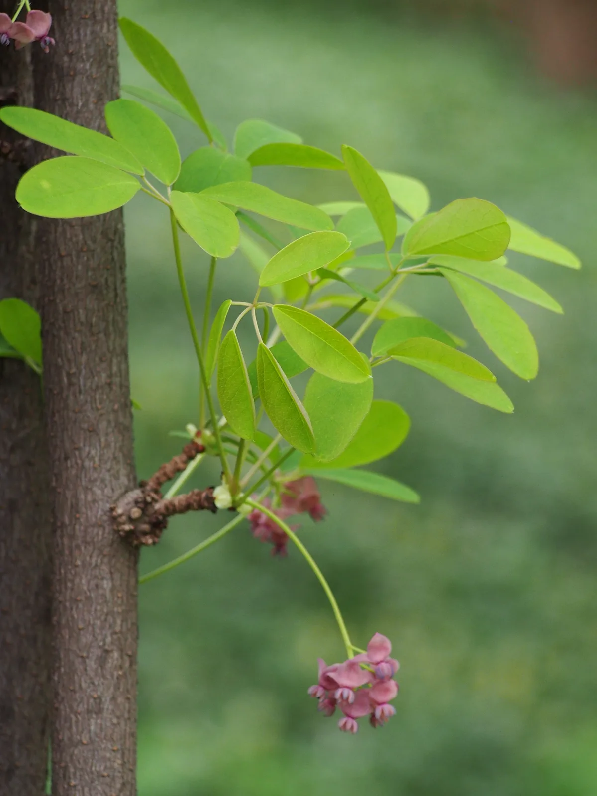 Chocolate Vine