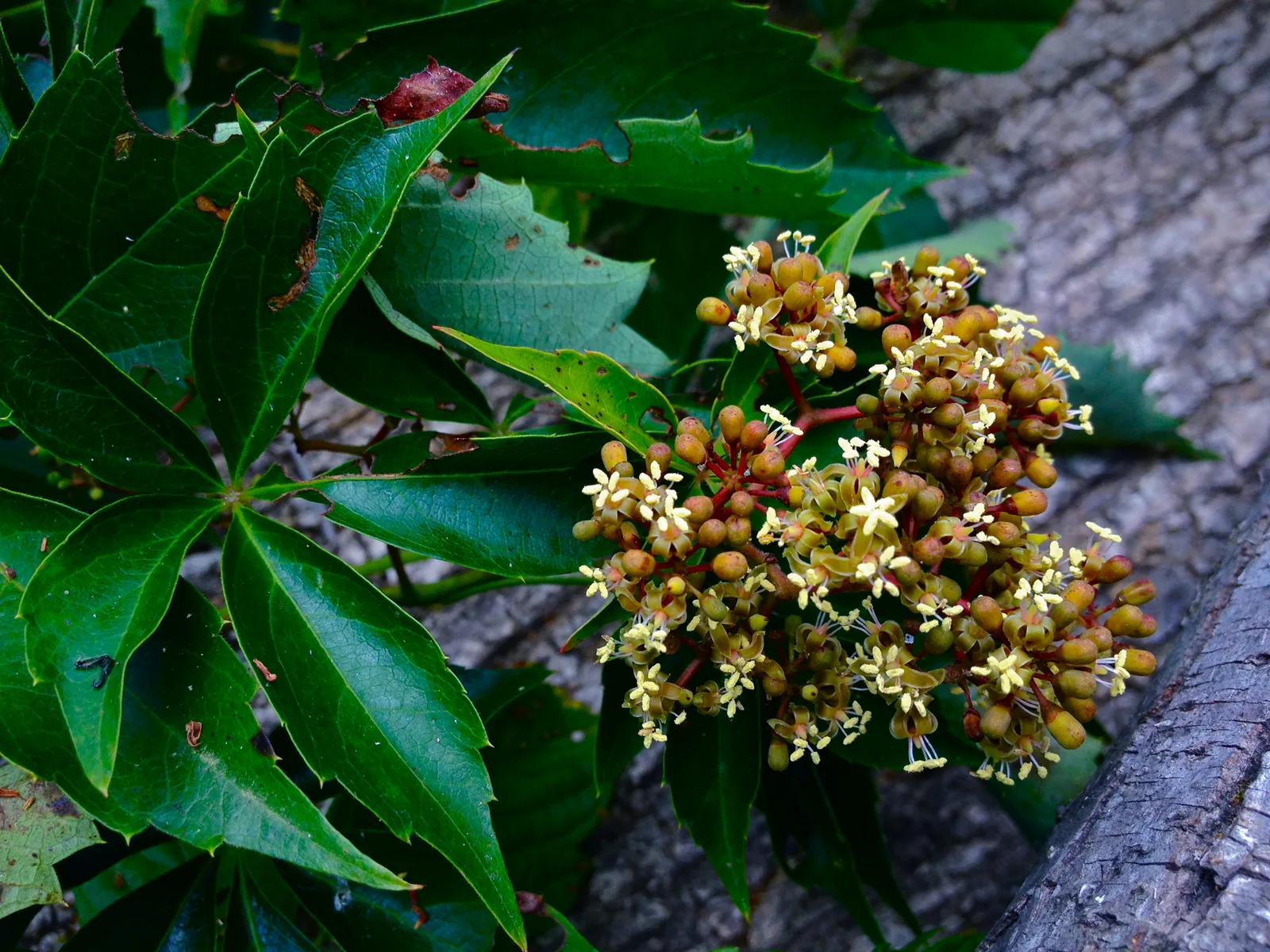 Virginia Creeper