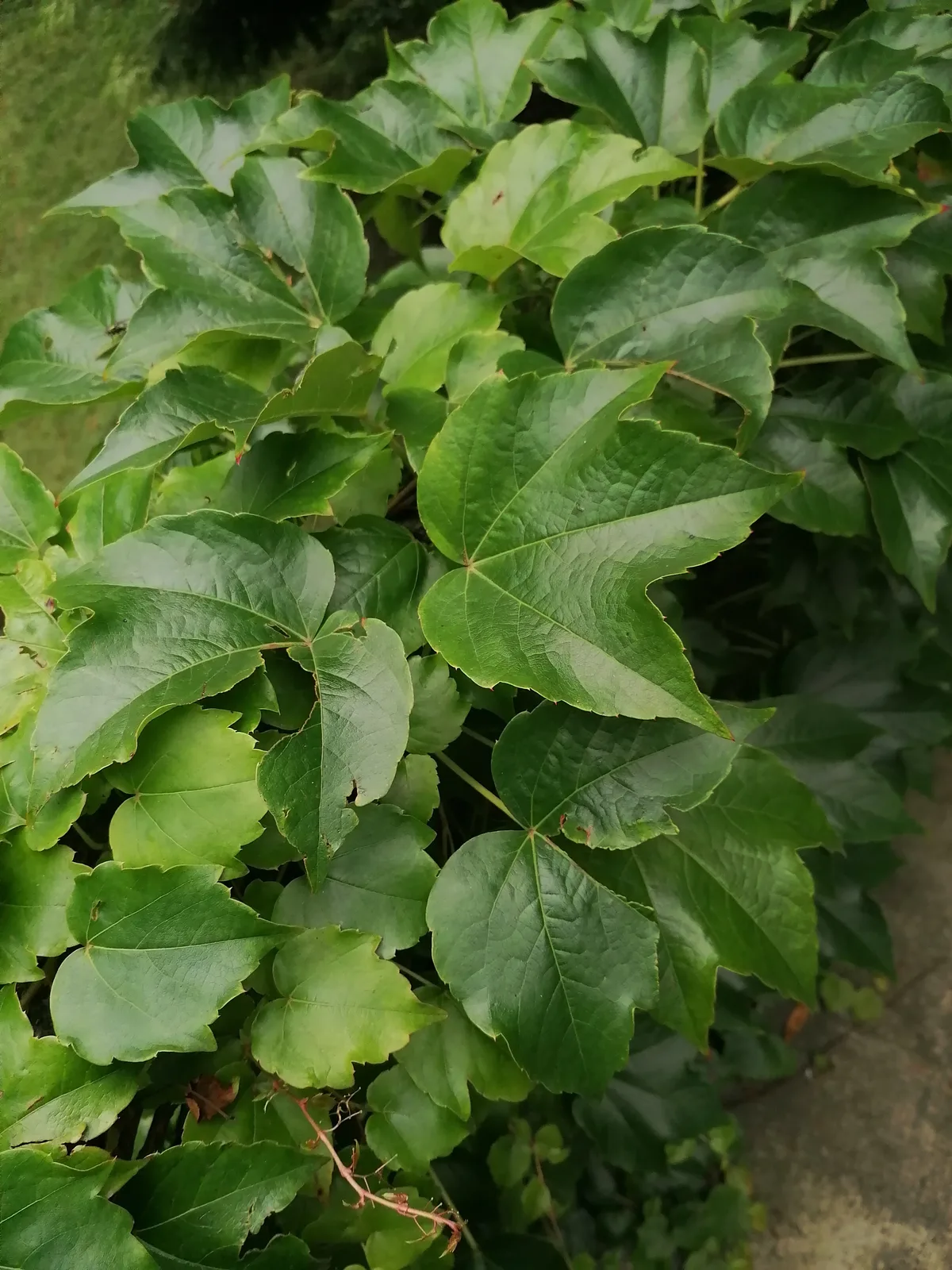 Boston Ivy