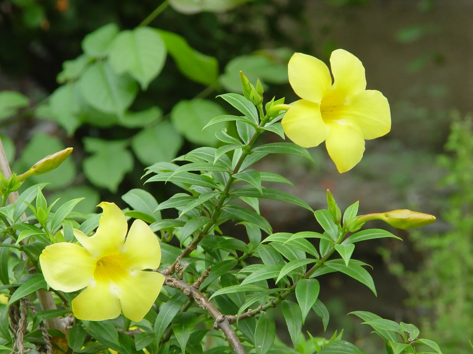 Golden Trumpet