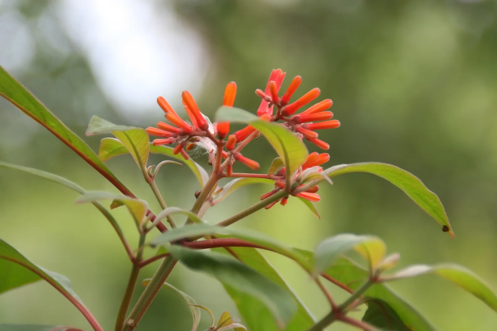Firebush