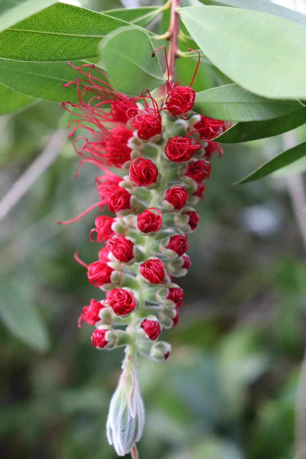 Bottlebrush