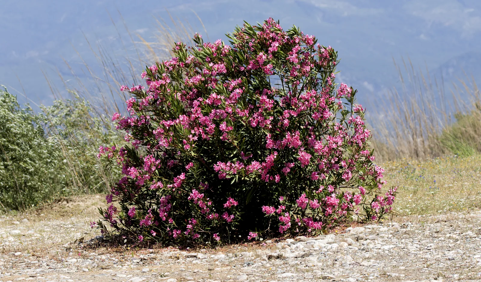 Oleander (Nerium oleander)