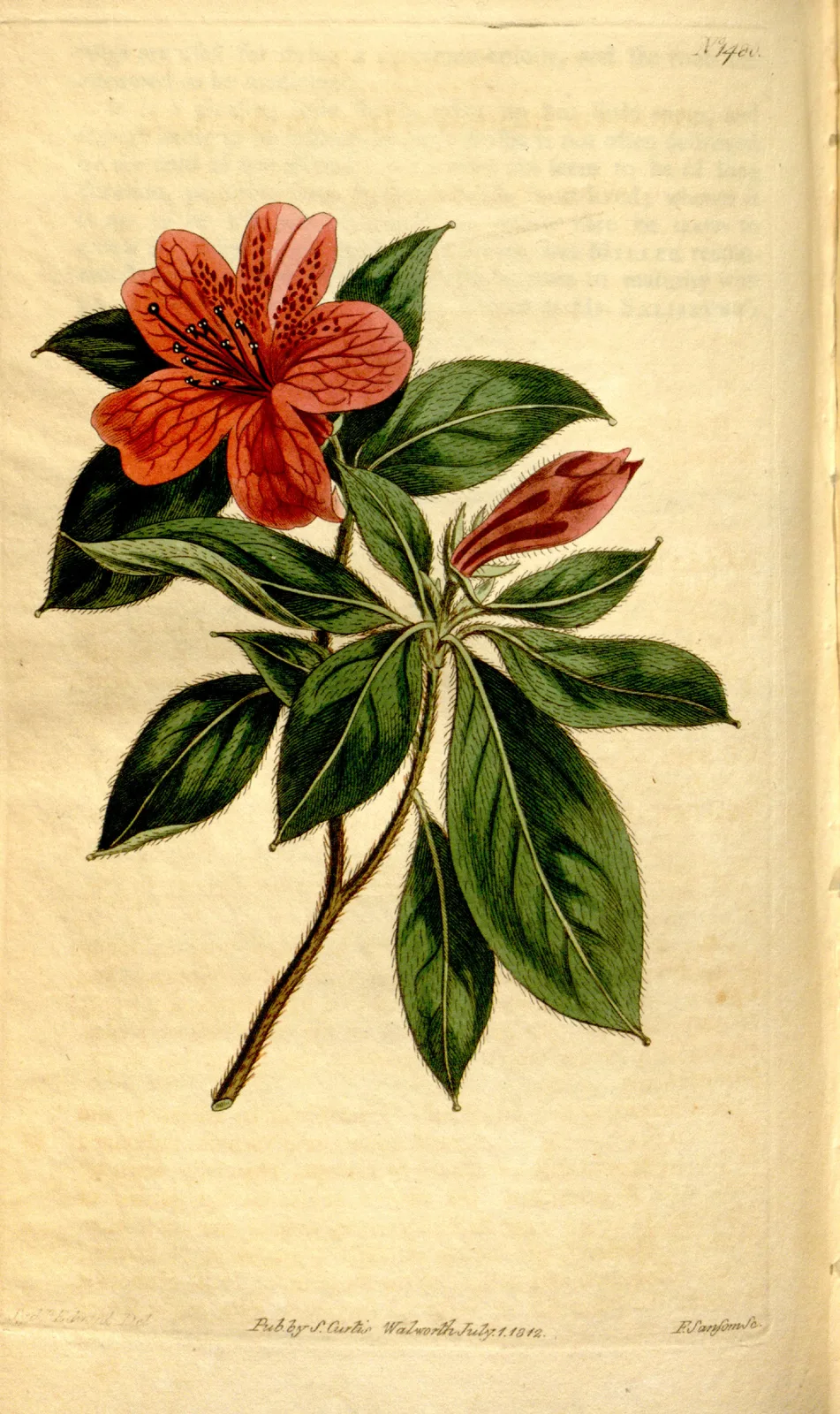 Azalea