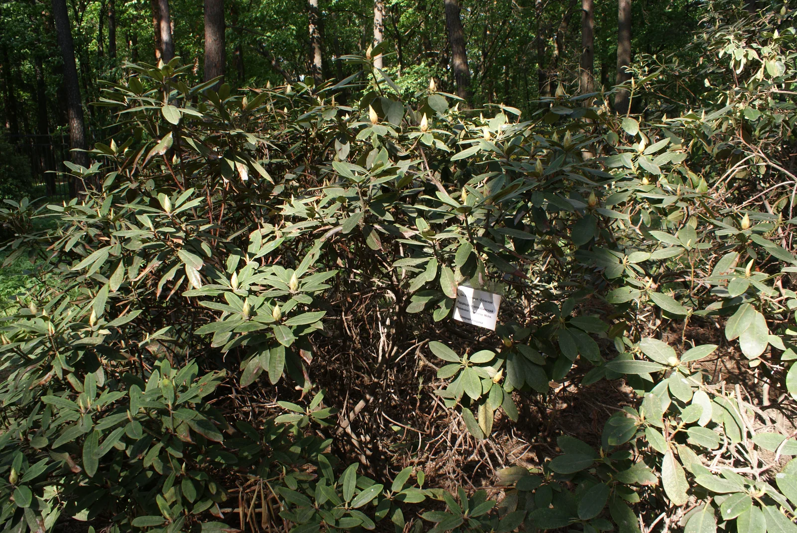 Rhododendron