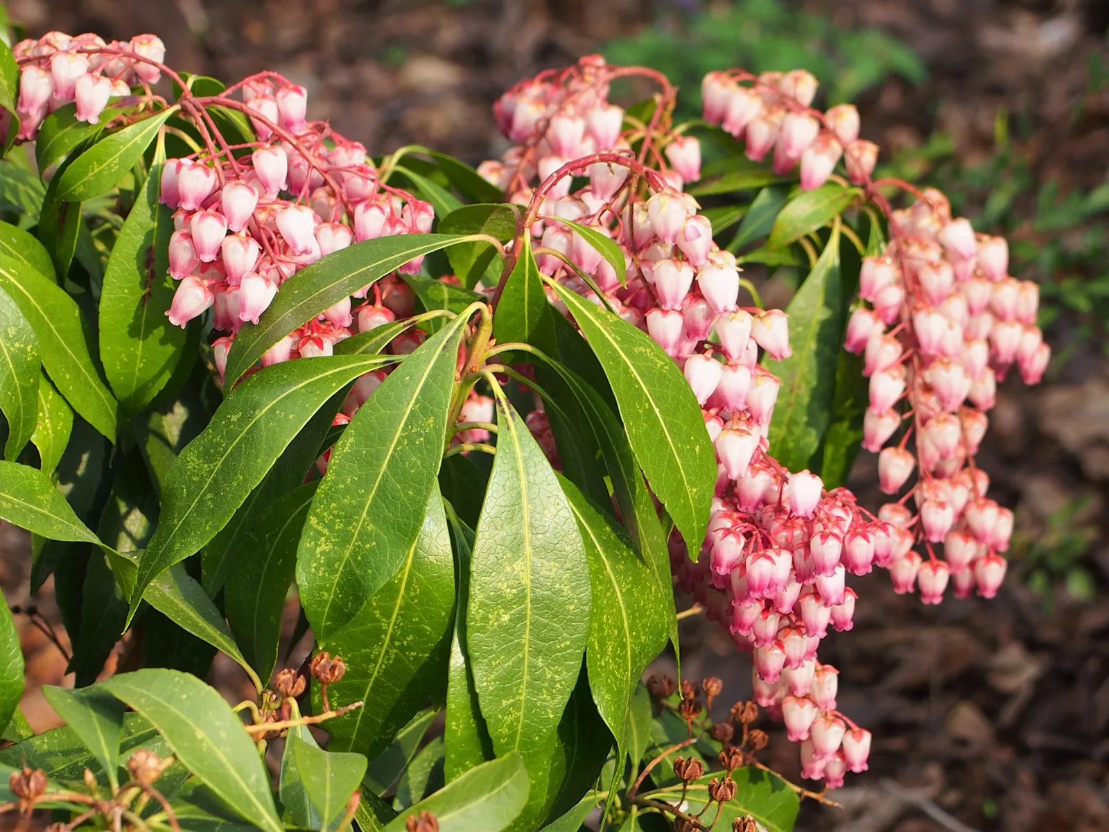 Pieris (Pieris japonica)