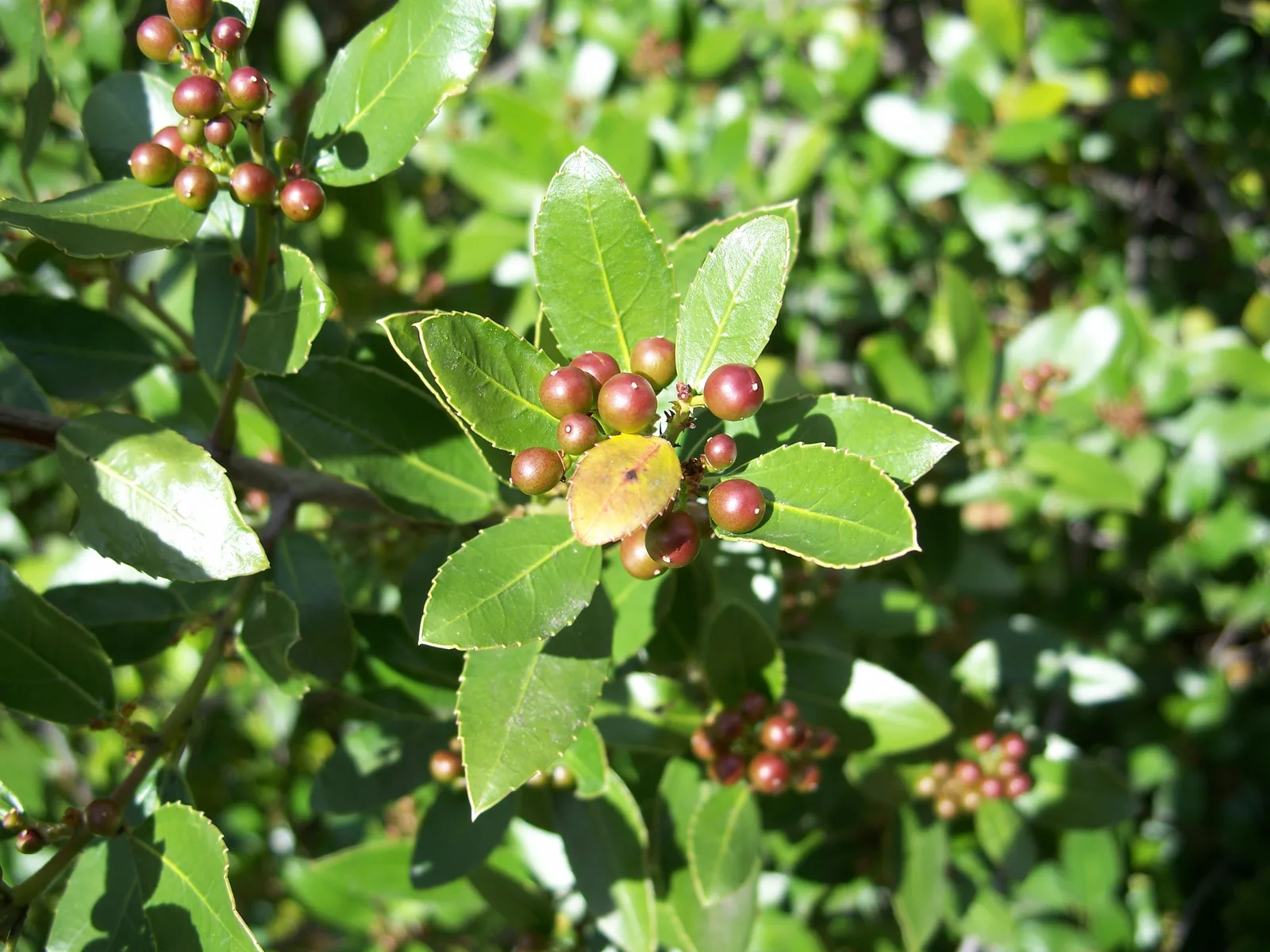 Japanese Holly