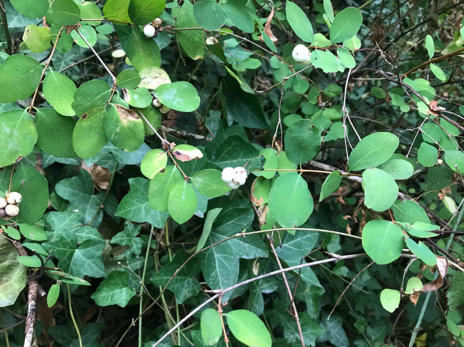 Common Snowberry