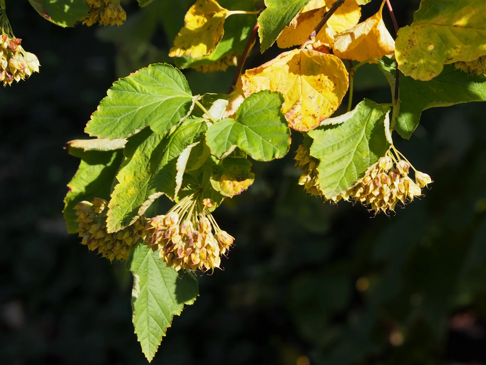 Ninebark (Physocarpus opulifolius)