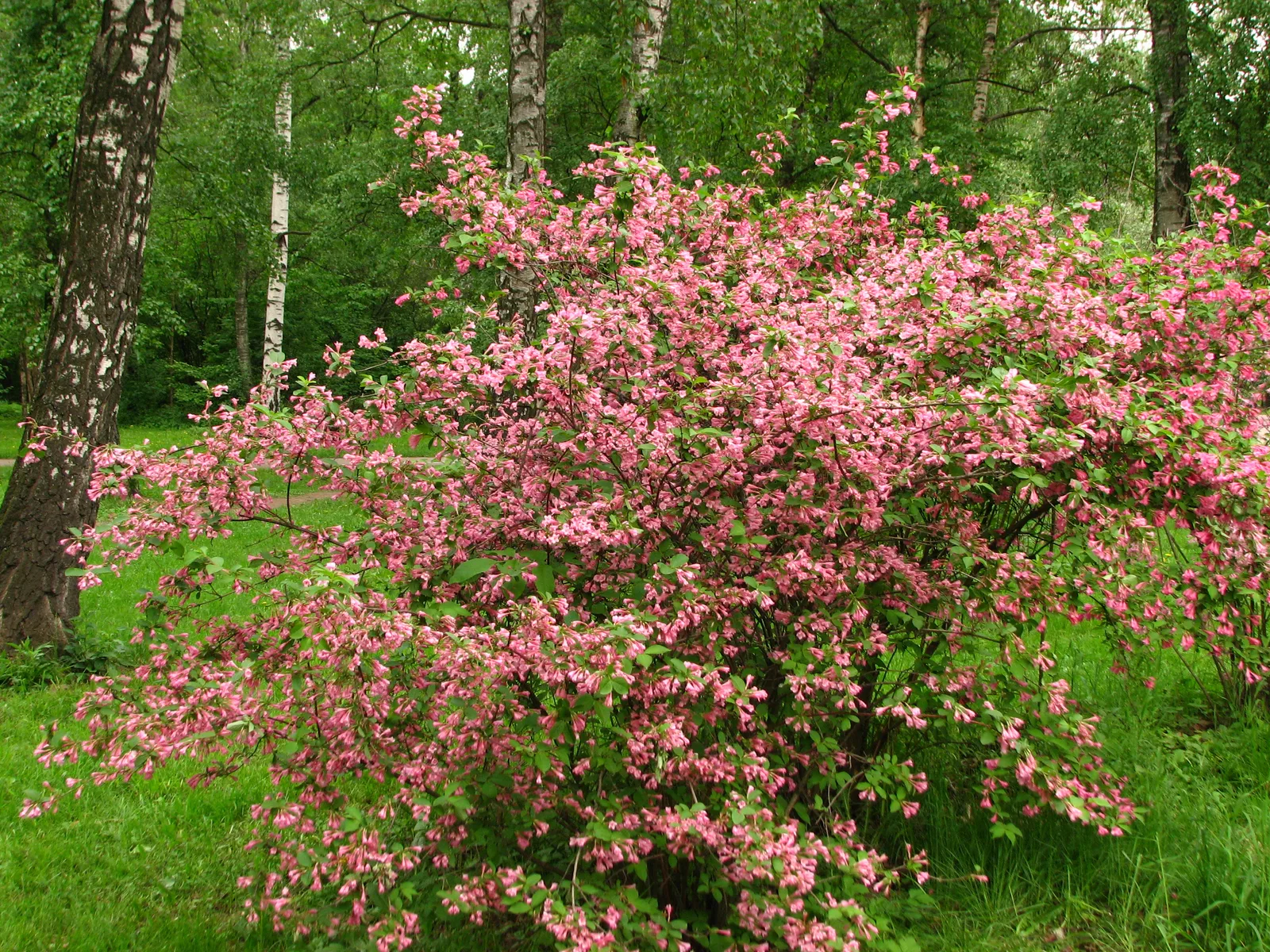 Weigela