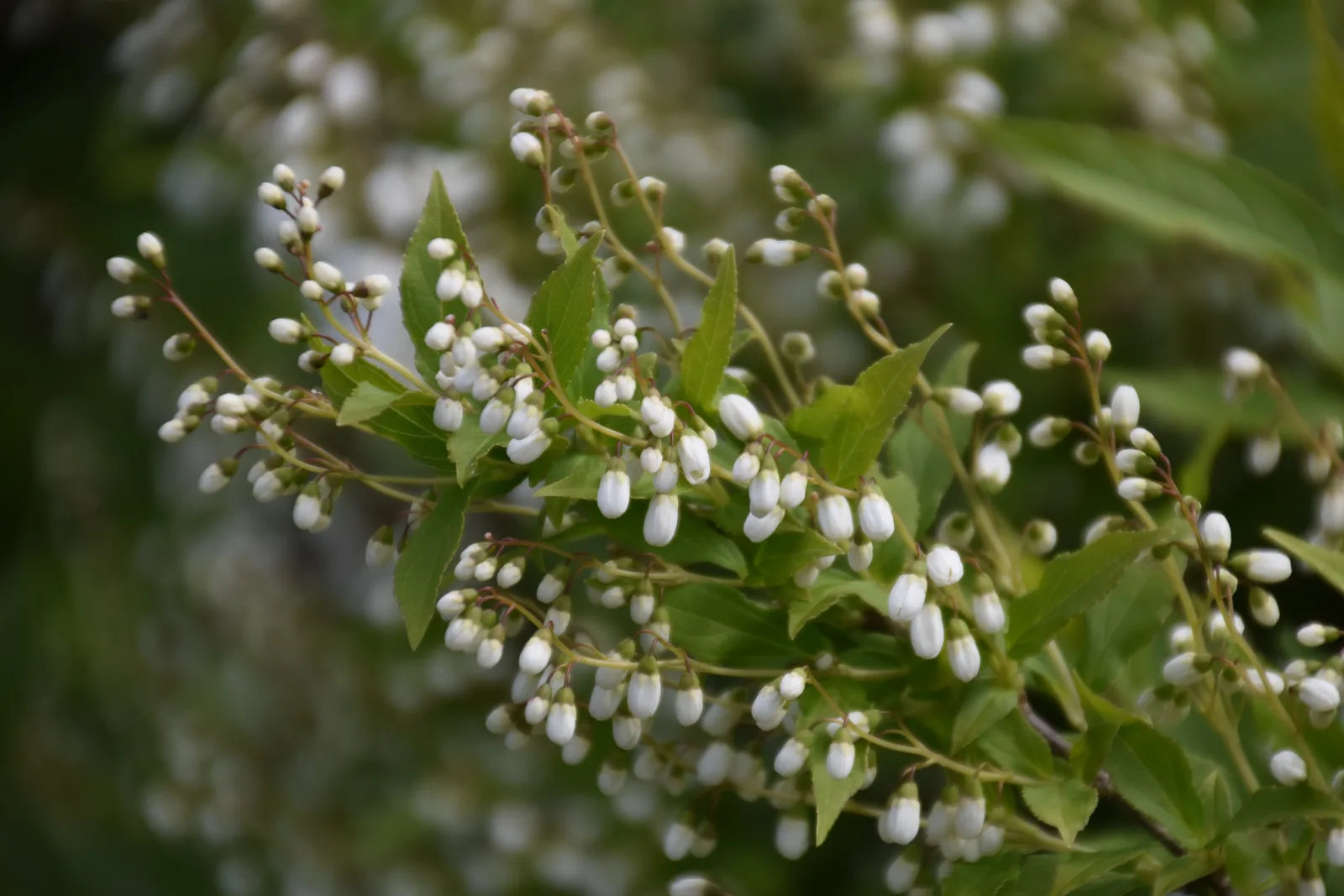 Deutzia