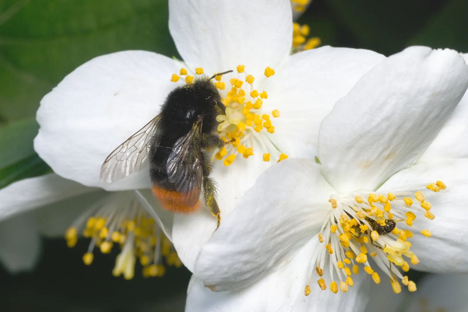 Mock Orange