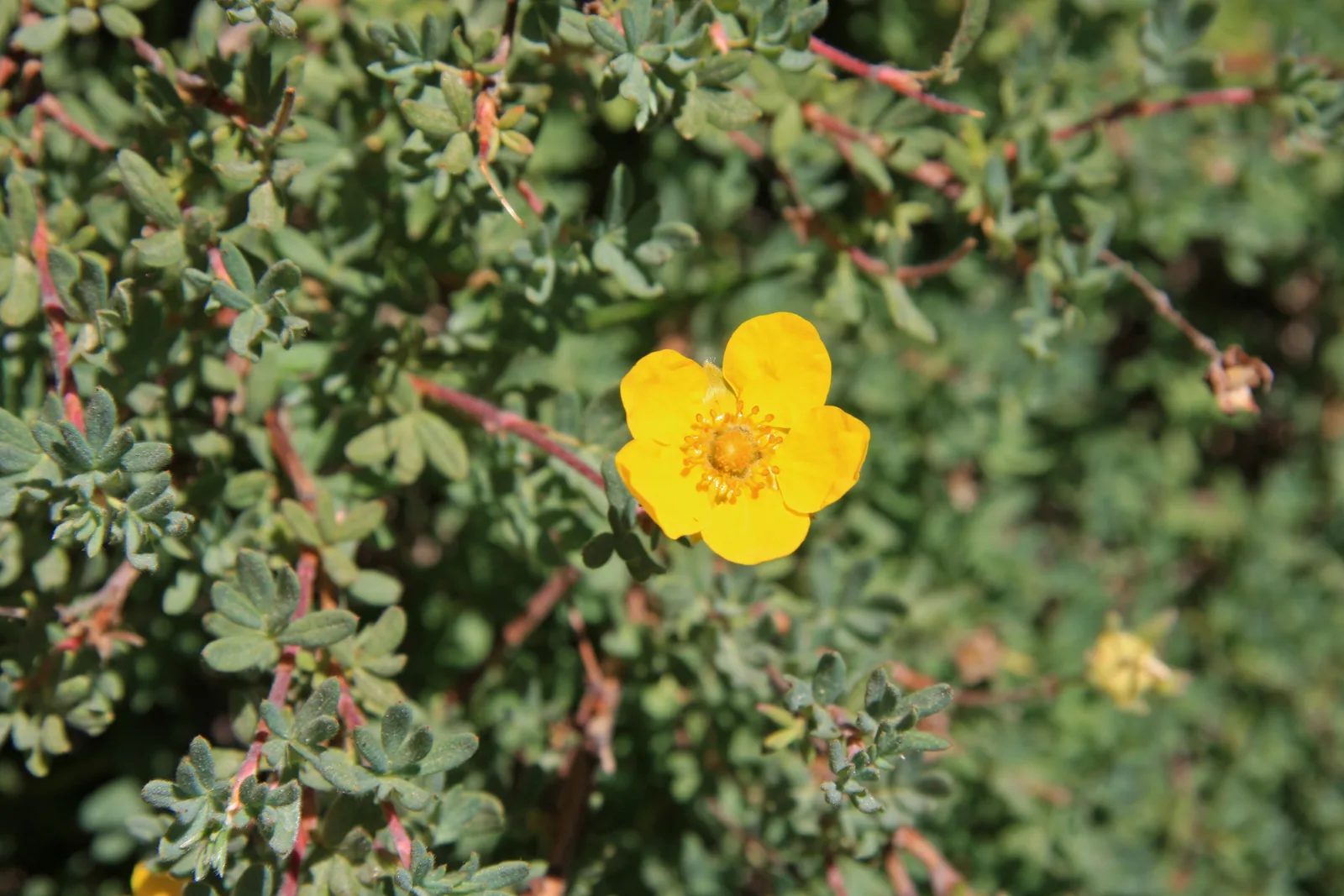 Potentilla (Dasiphora fruticosa)