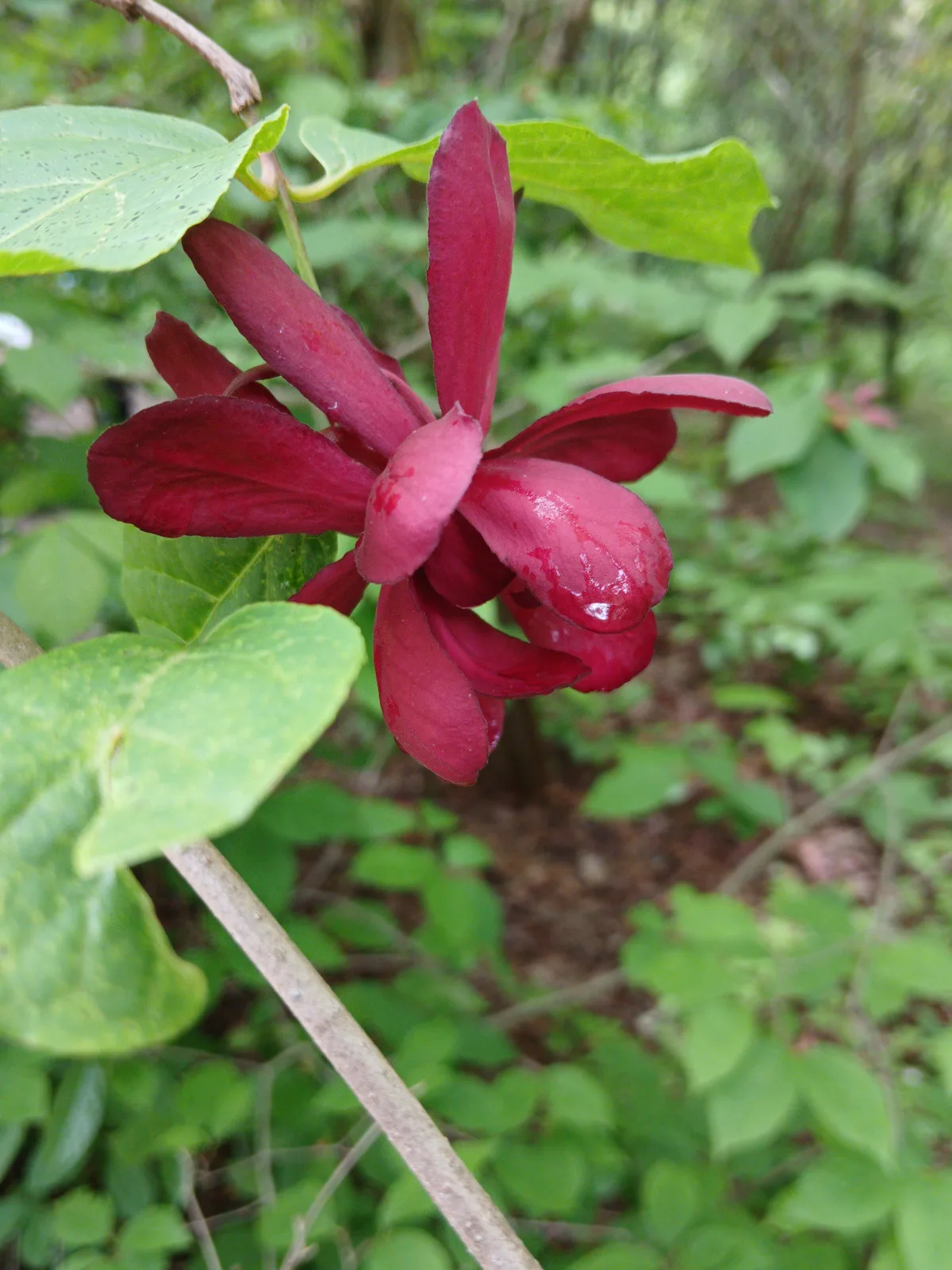 Sweetshrub (Calycanthus floridus)