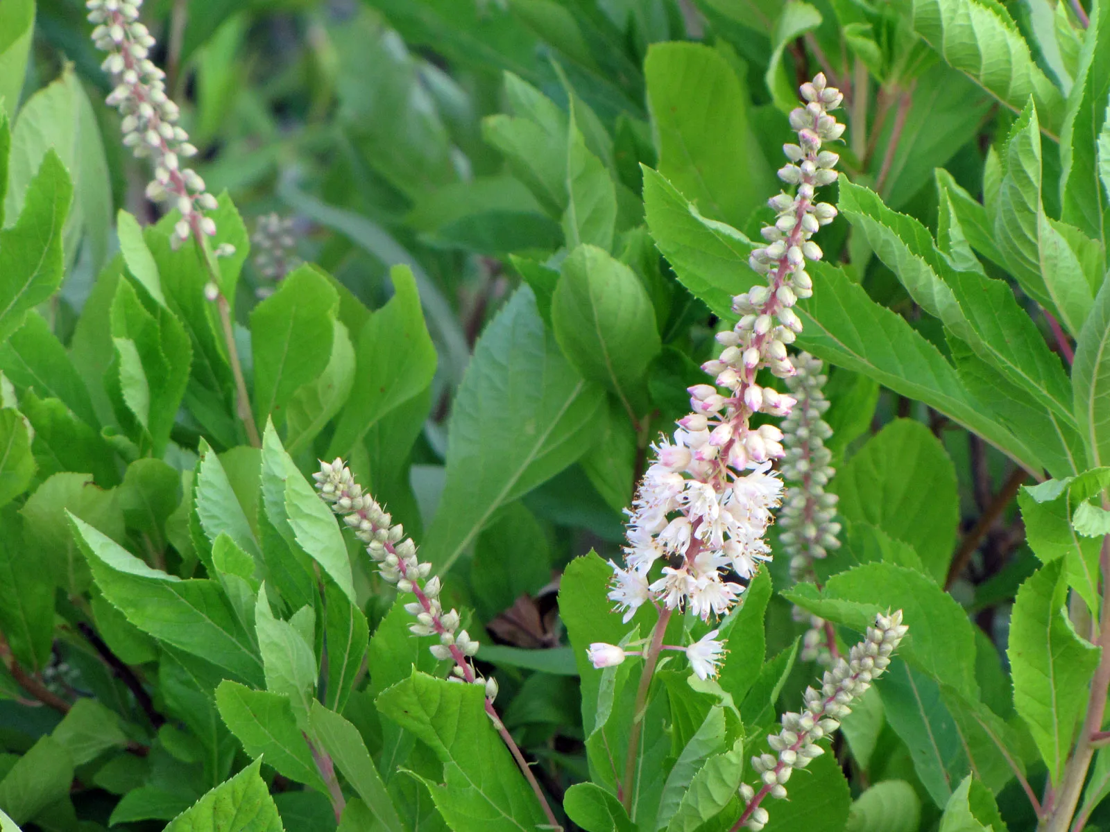 Summersweet (Clethra alnifolia)
