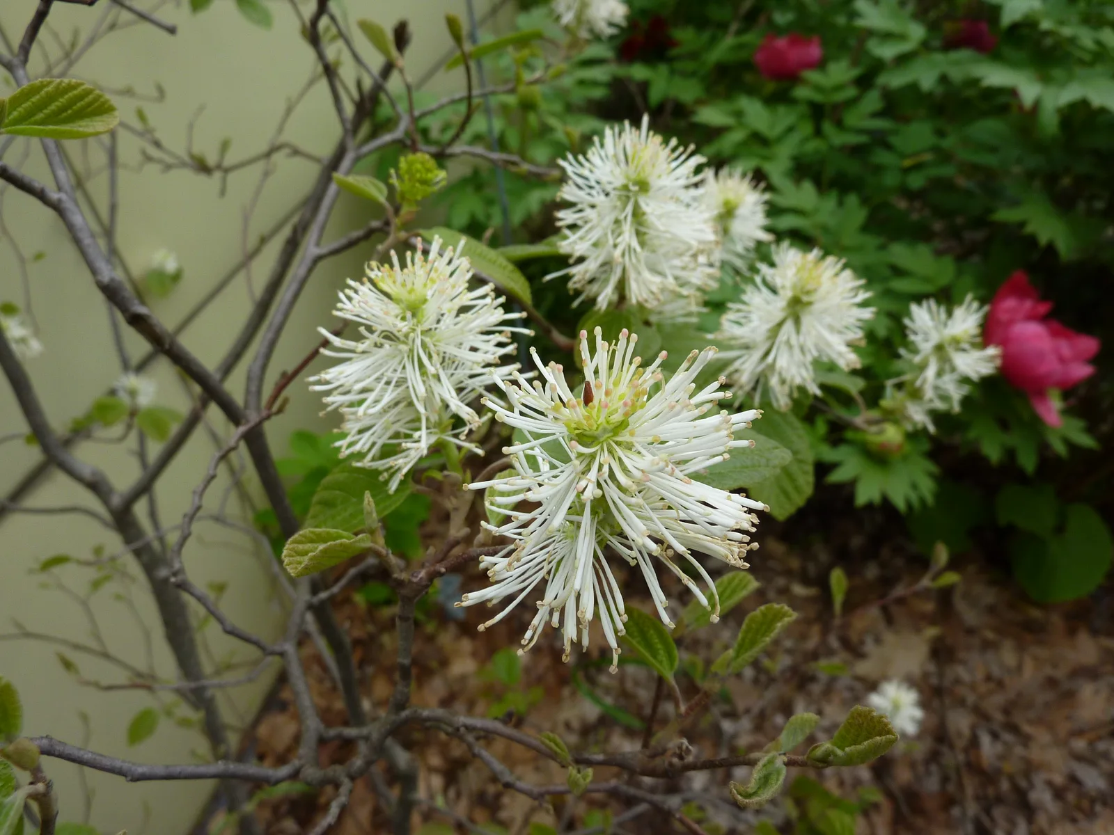 Fothergilla