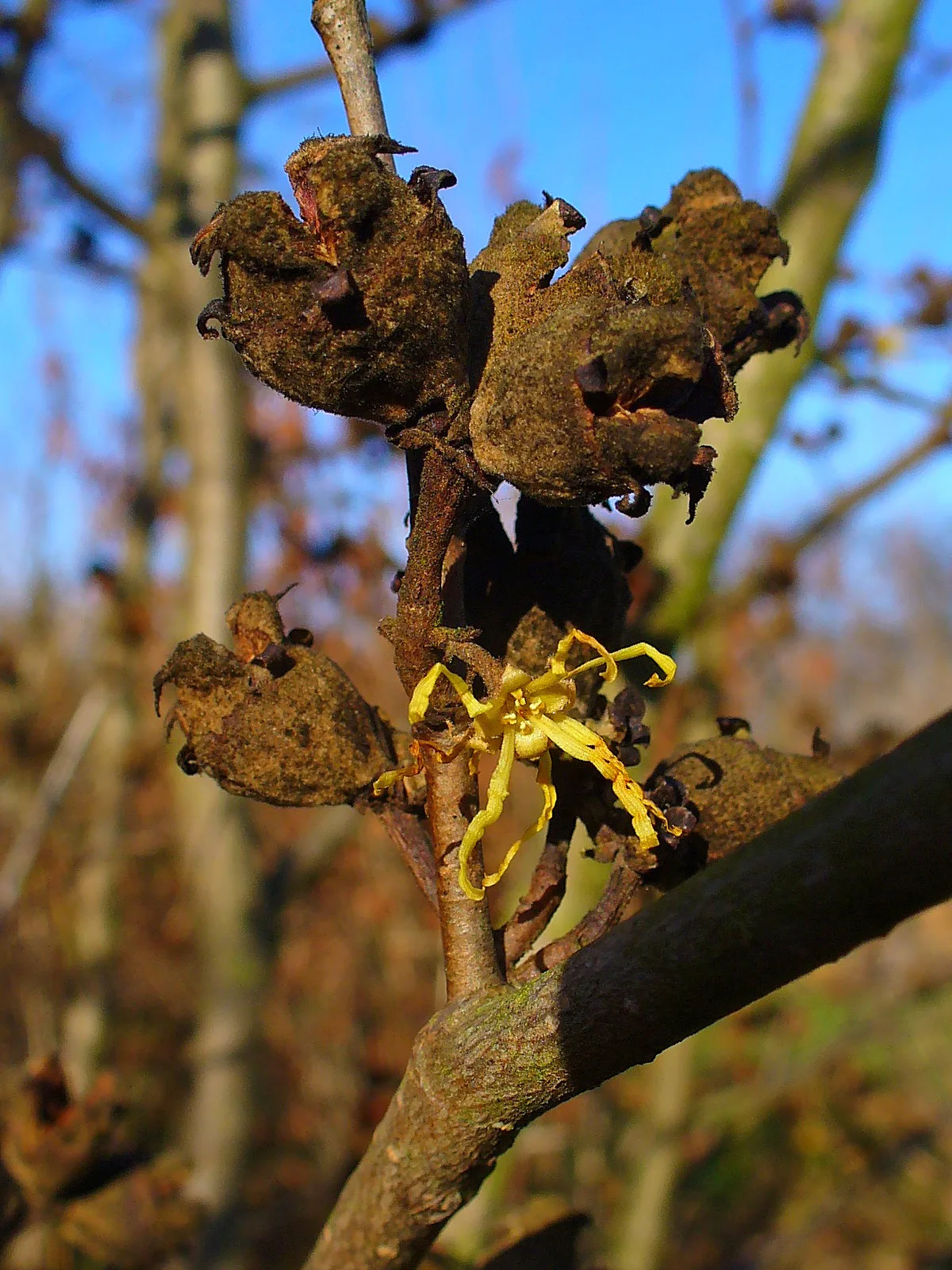 Witch Hazel