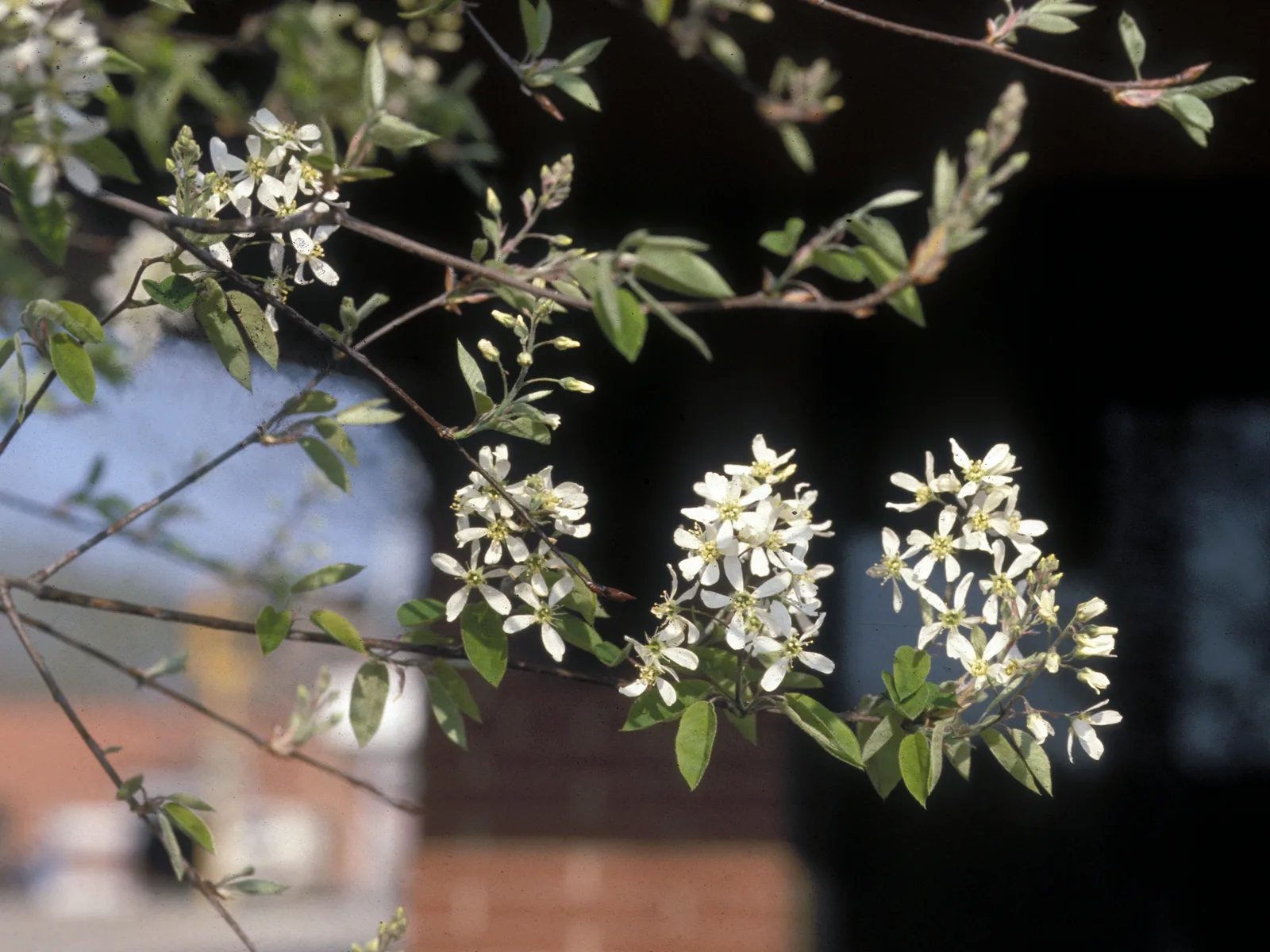Serviceberry (Amelanchier canadensis)