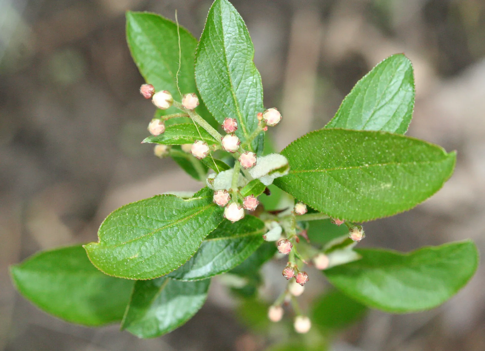 Red Chokeberry