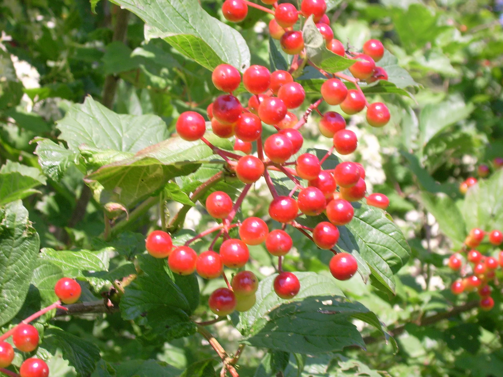 Highbush Cranberry