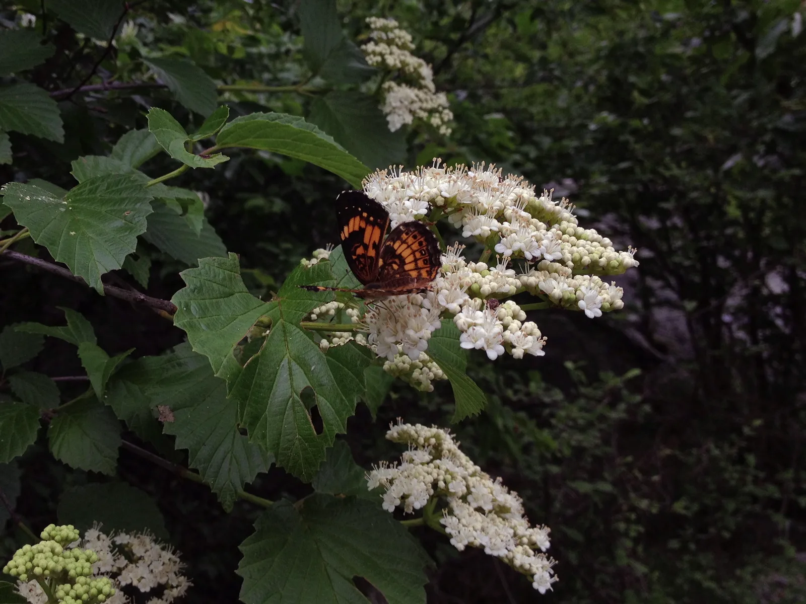 Arrowwood Viburnum