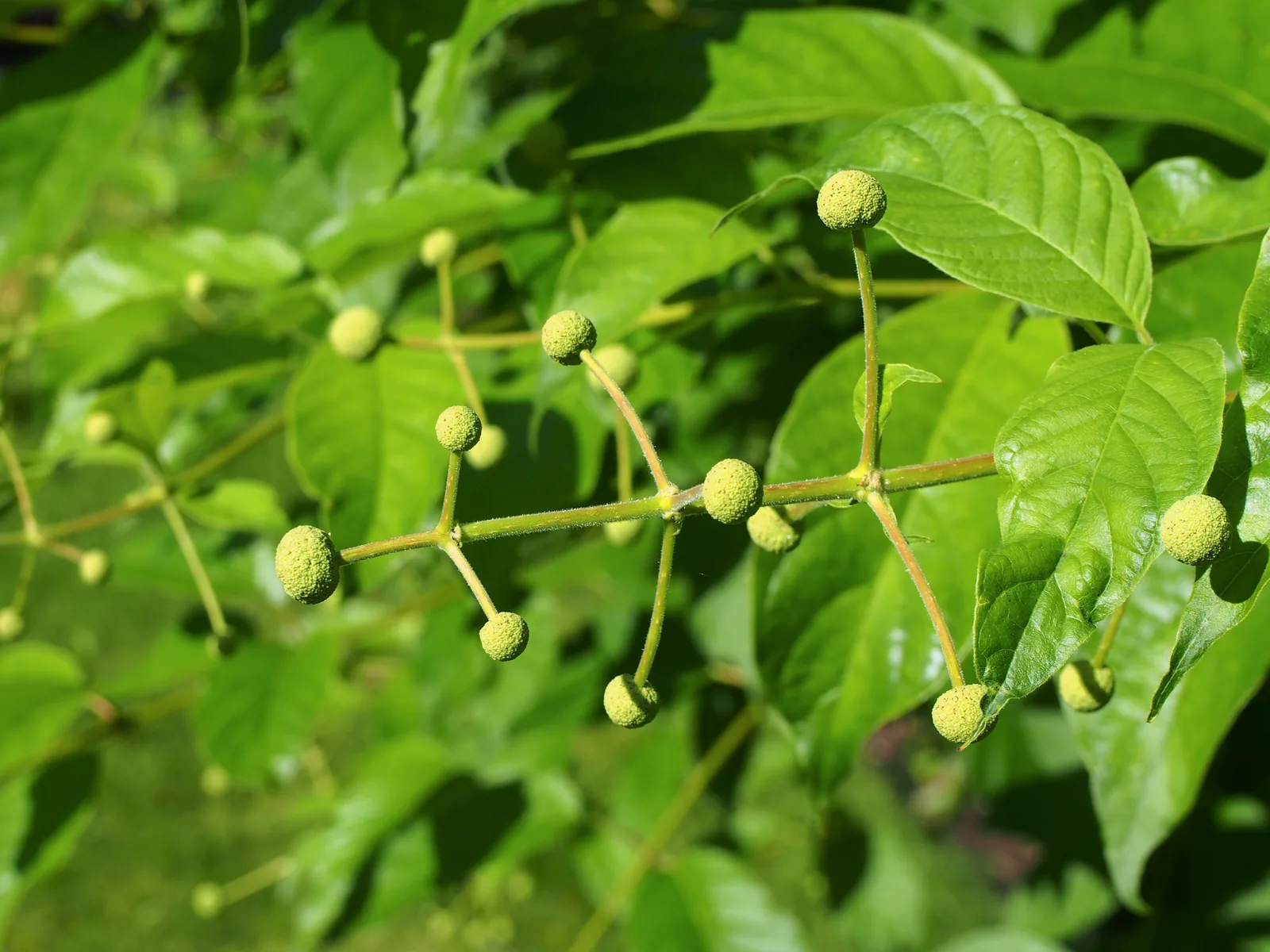 Buttonbush (Cephalanthus occidentalis)