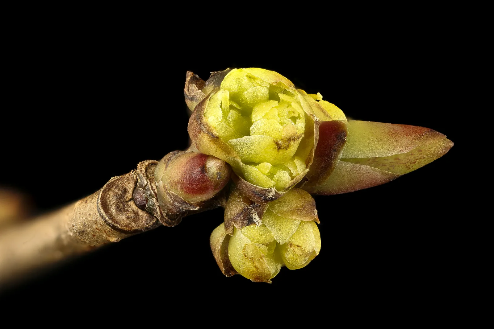 Spicebush