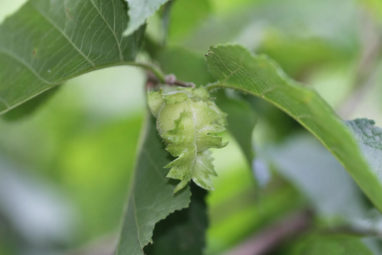 American Hazelnut