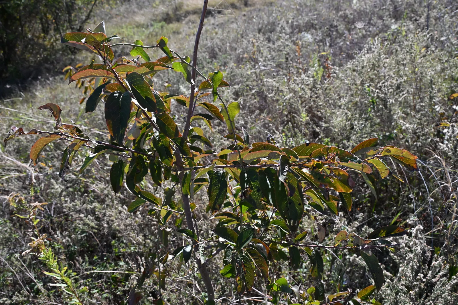 American Persimmon