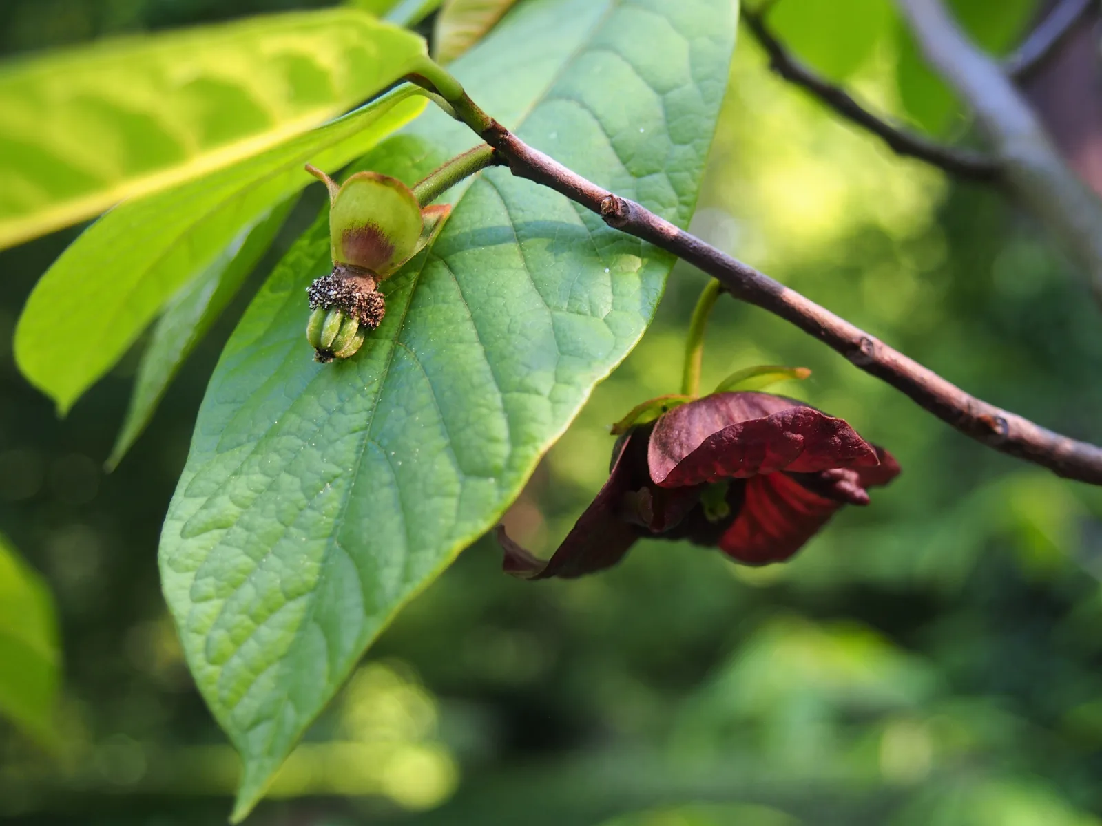 Pawpaw (Asimina triloba)