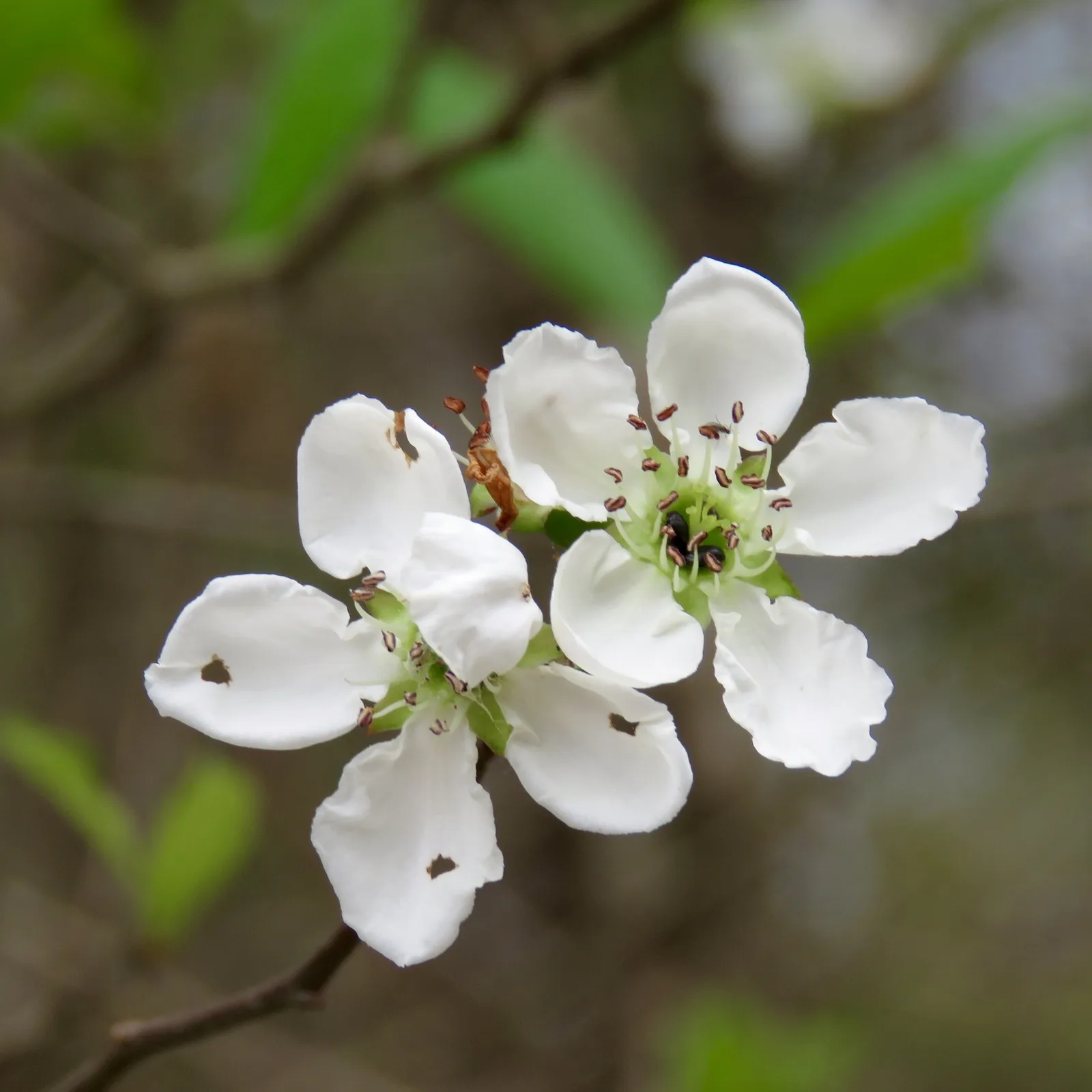 Mayhaw (Crataegus opaca)