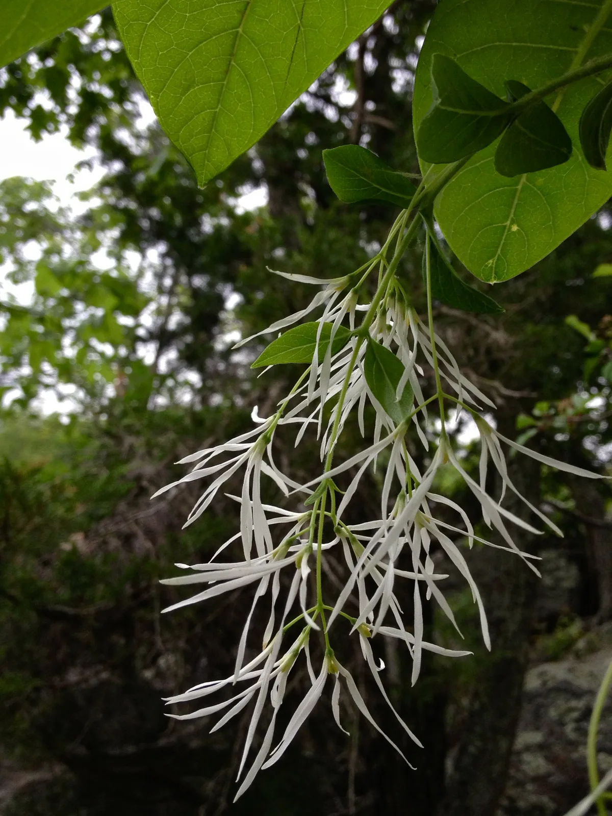 Fringe Tree (Chionanthus virginicus)
