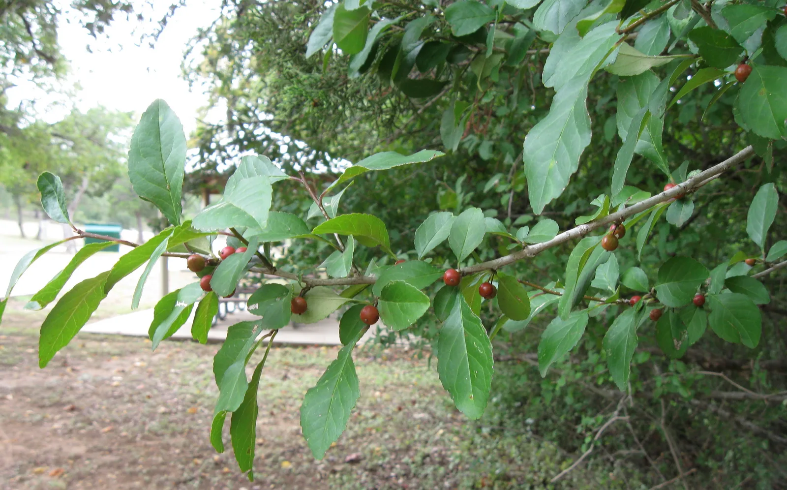 Possumhaw Holly (Ilex decidua)