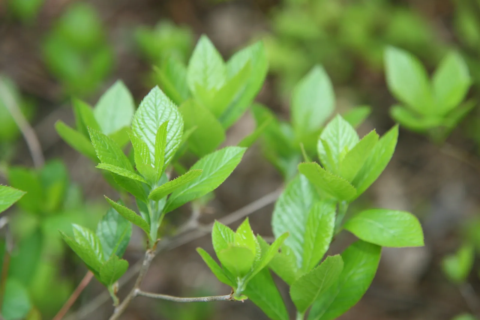 Inkberry Holly (Ilex glabra)