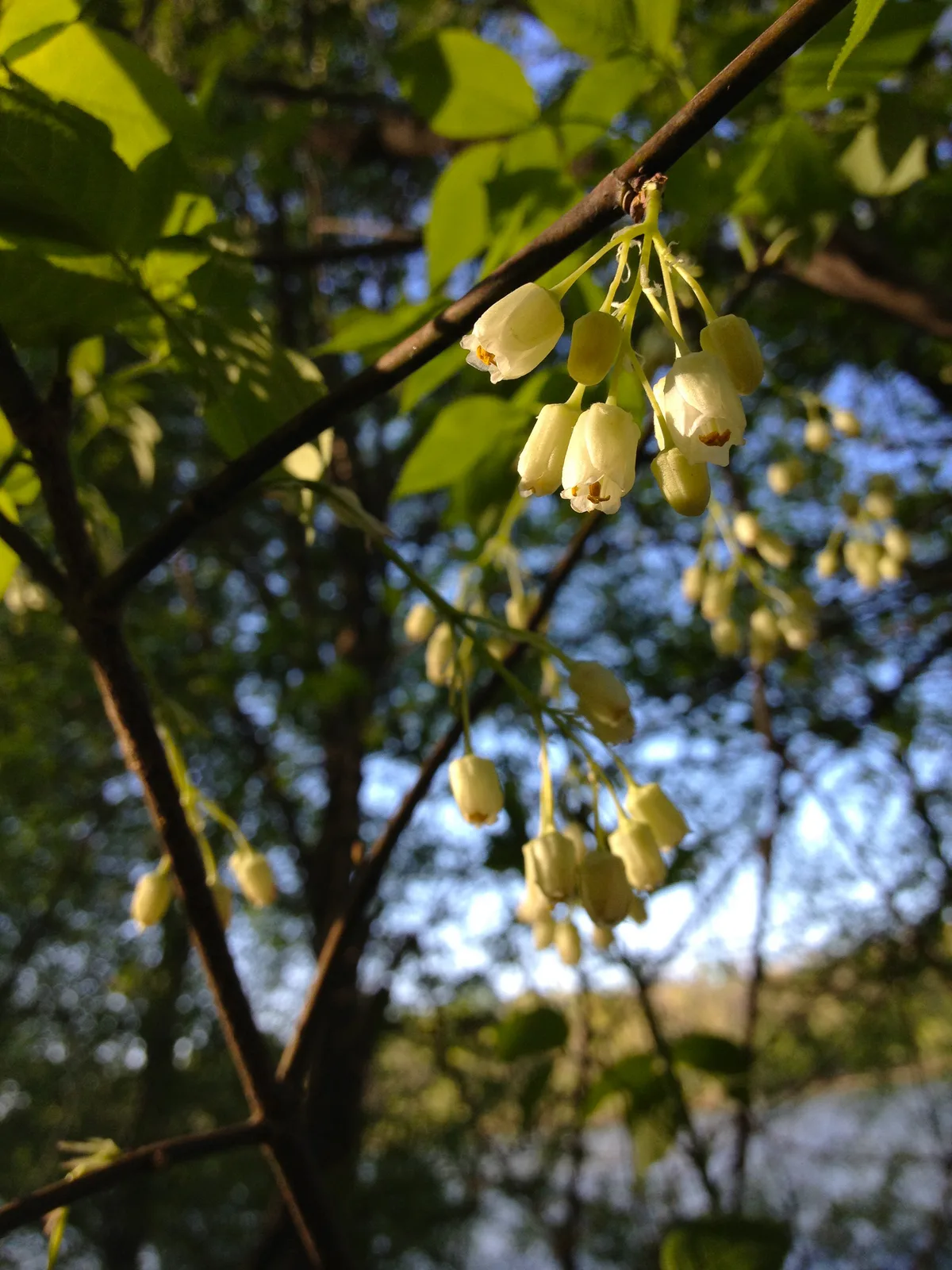 American Bladdernut (Staphylea trifolia)
