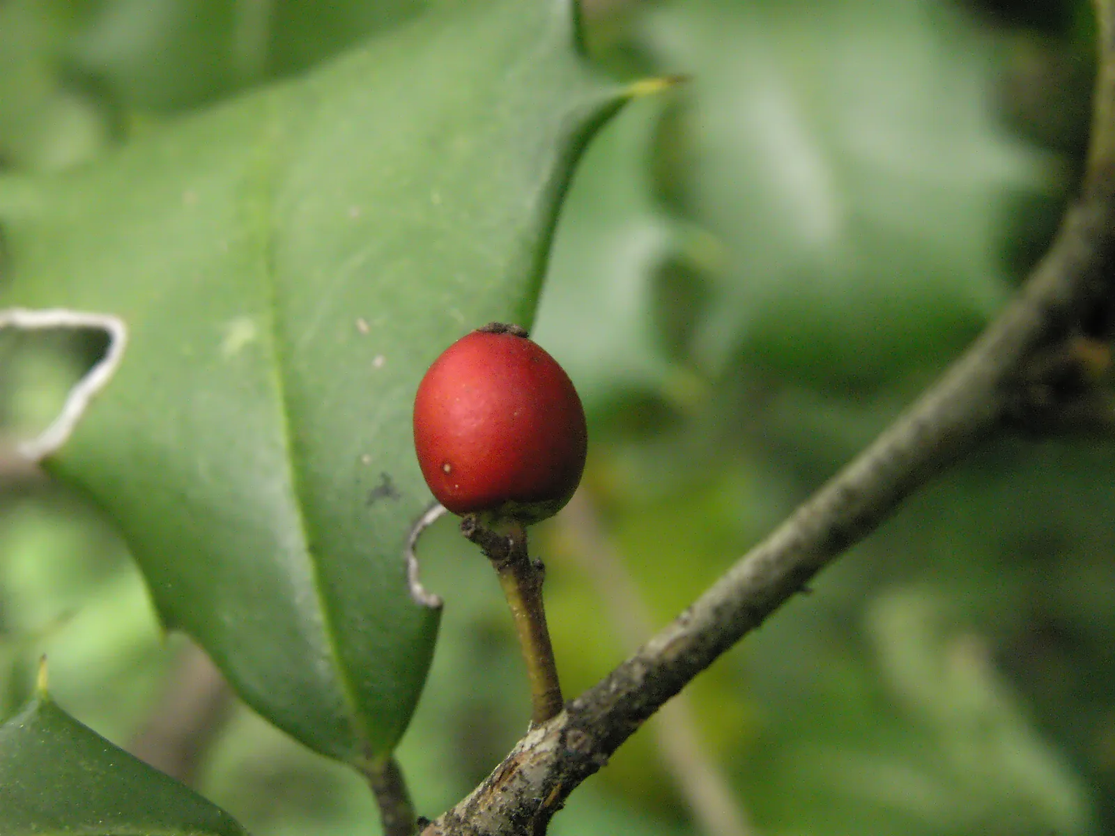 American Holly