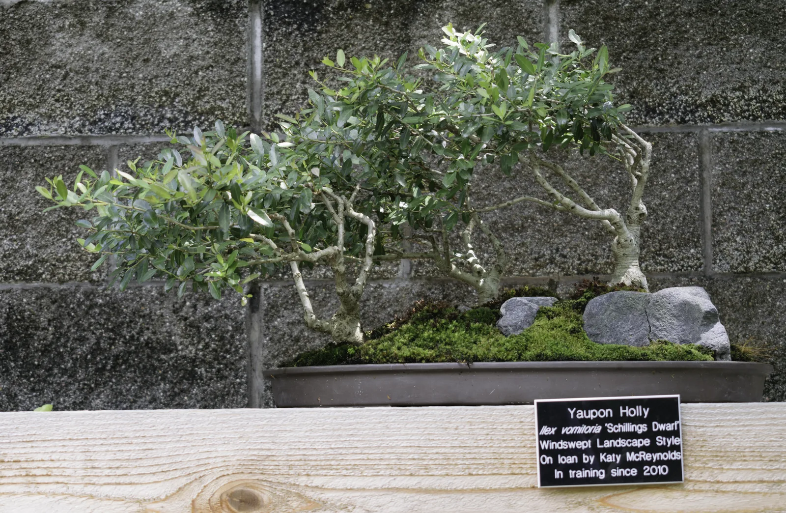Yaupon Holly