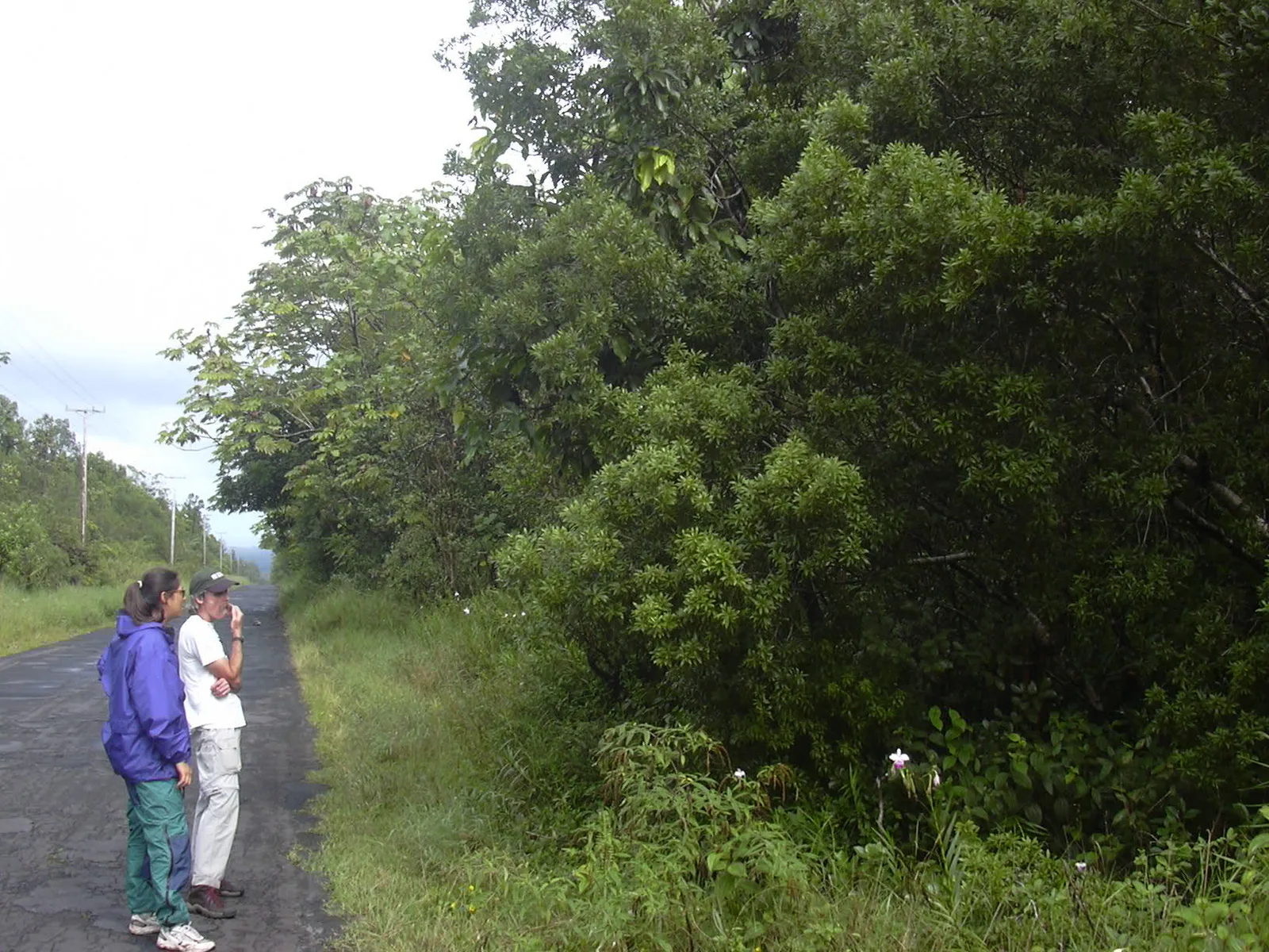 Wax Myrtle