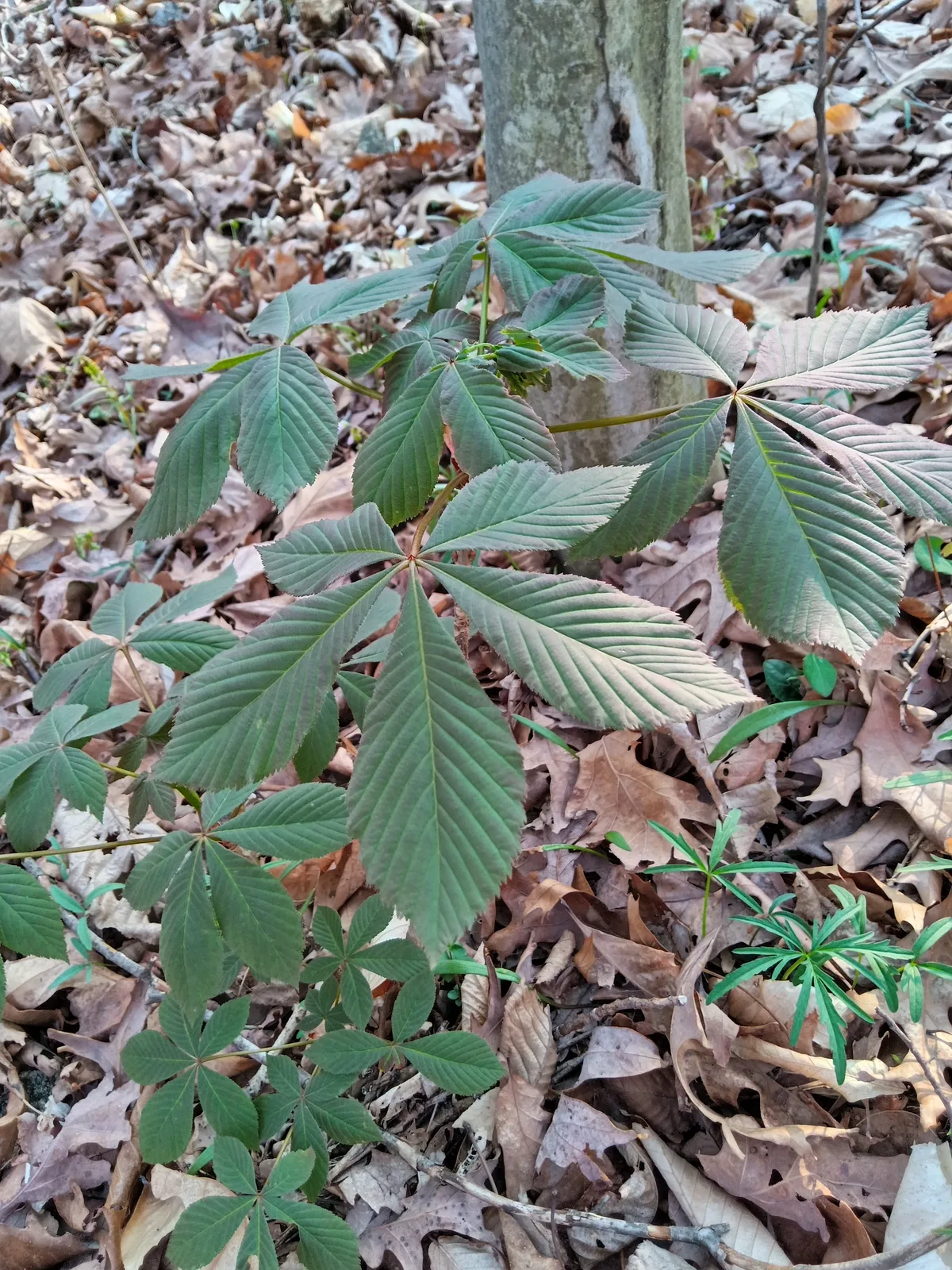 Ohio Buckeye
