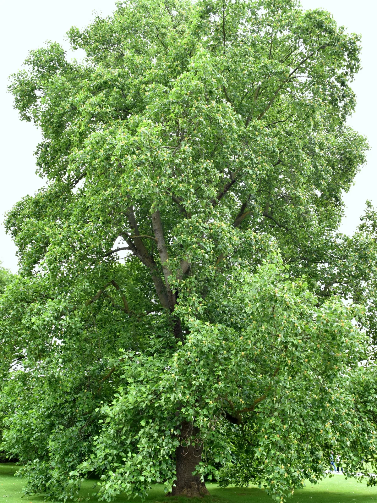 Tulip Tree
