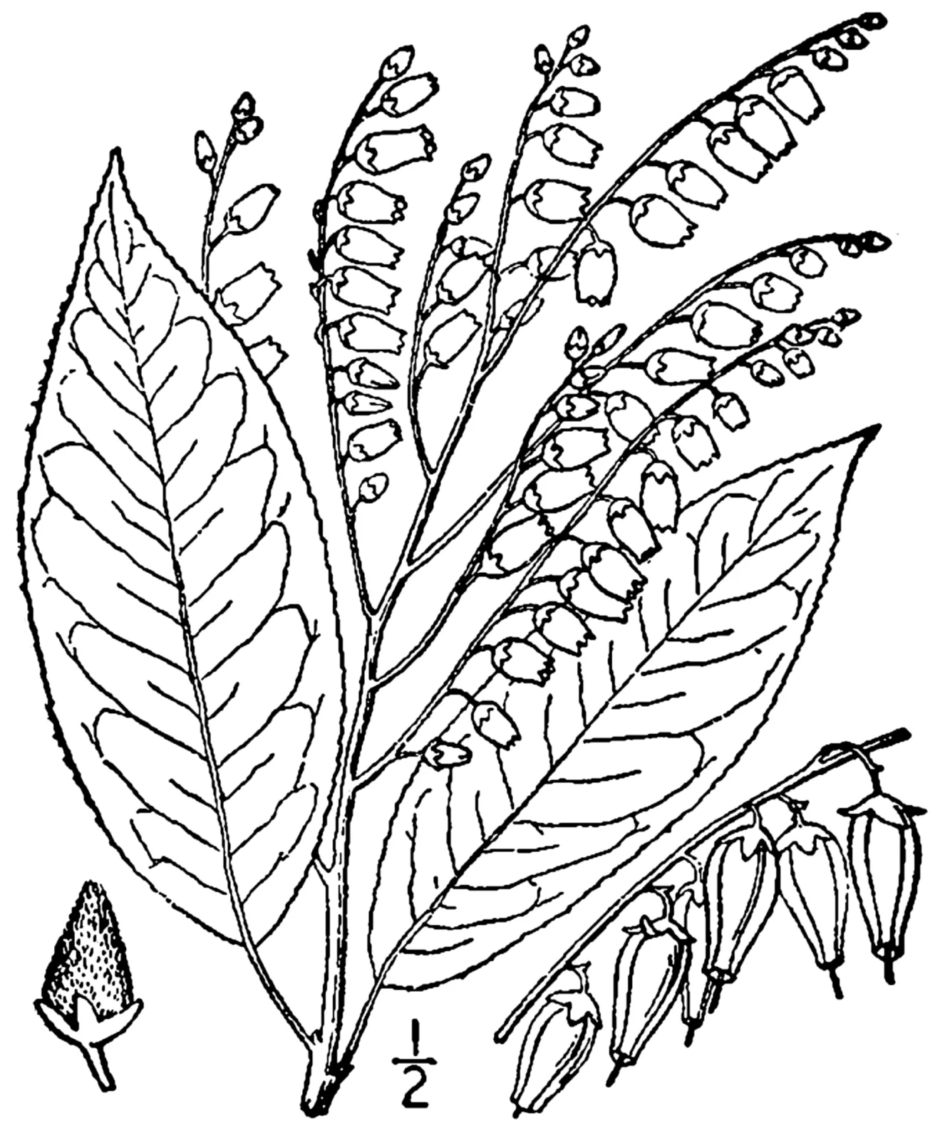 Sourwood (Oxydendrum arboreum)