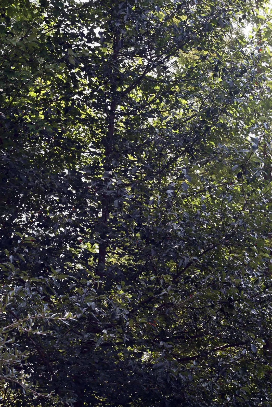Black Gum (Nyssa sylvatica)