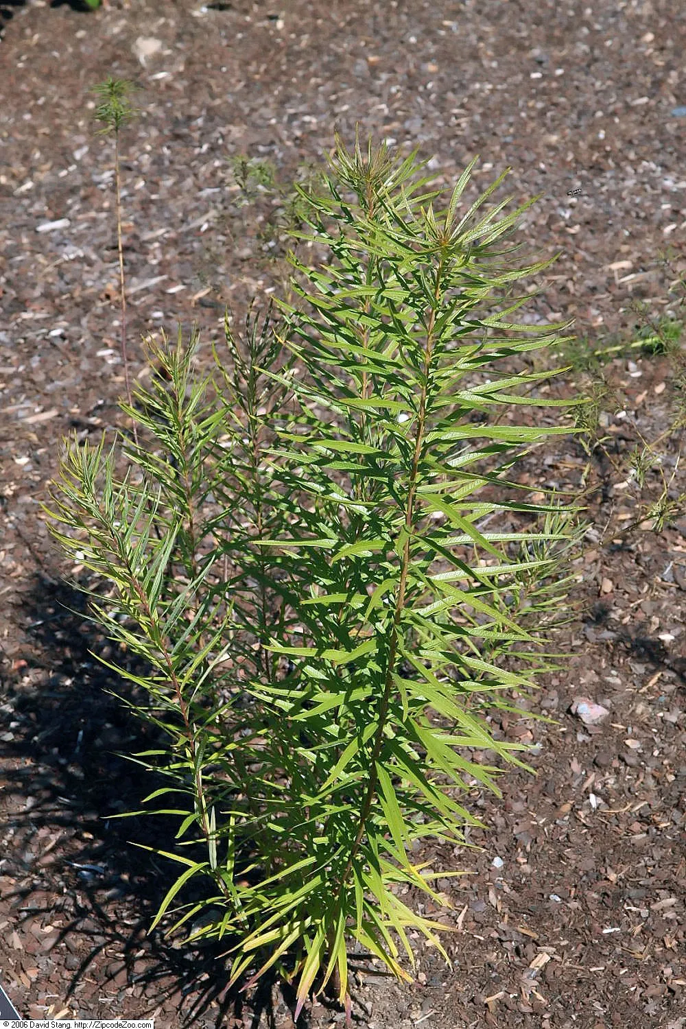 Fringed Bluestar (Amsonia ciliata)
