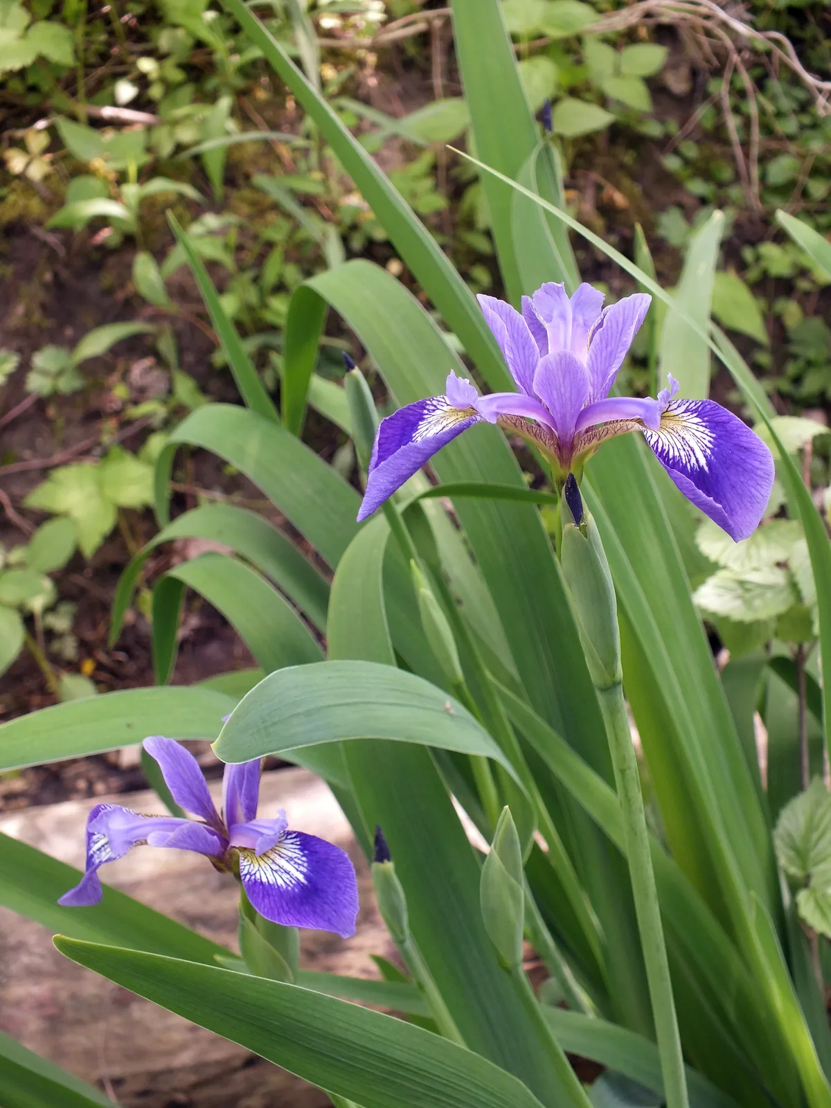 Blue Flag Iris