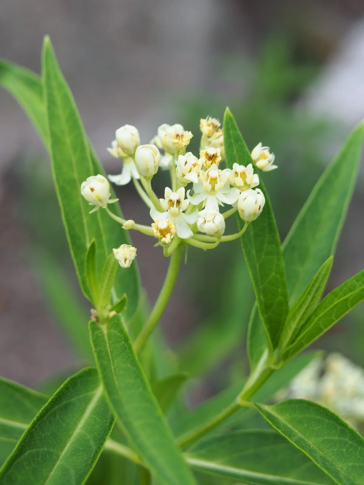 Swamp Milkweed