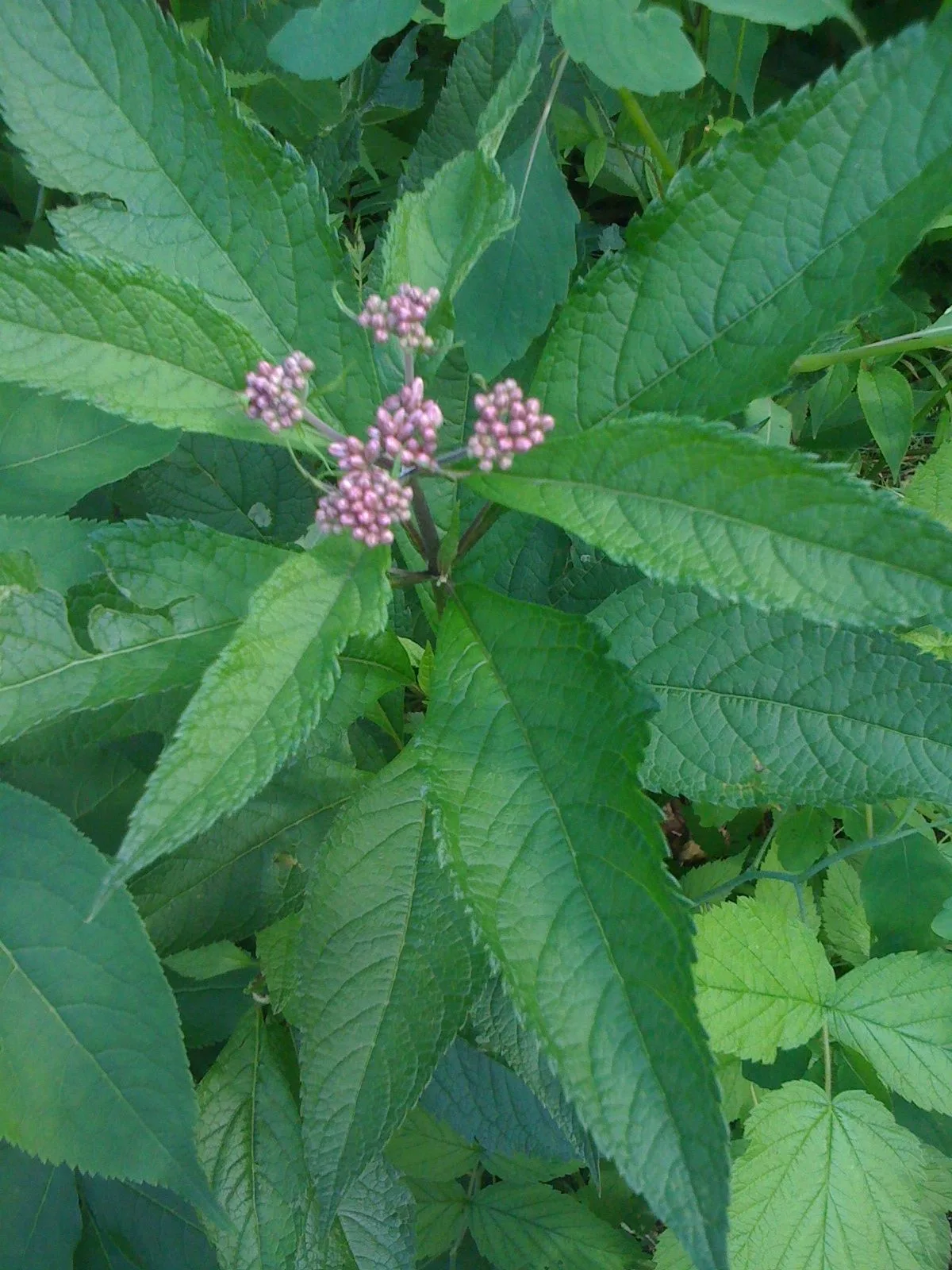 Joe-Pye Weed