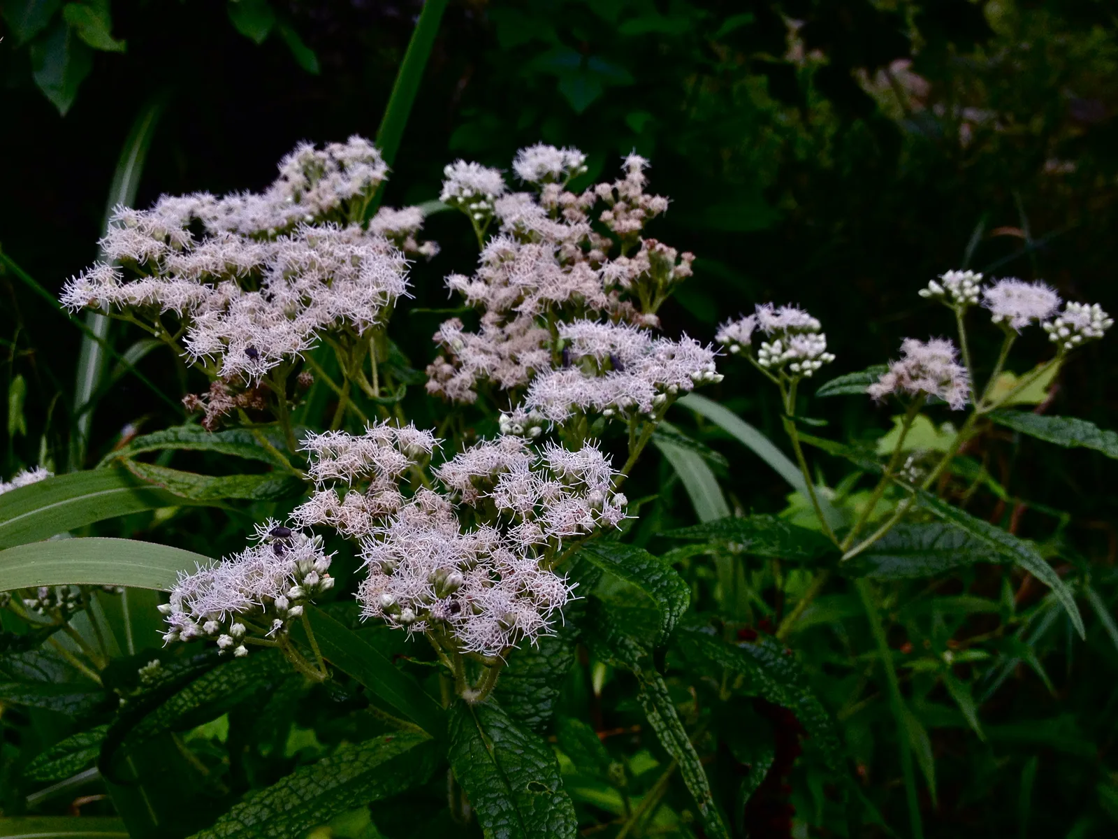 Boneset (Eupatorium perfoliatum)